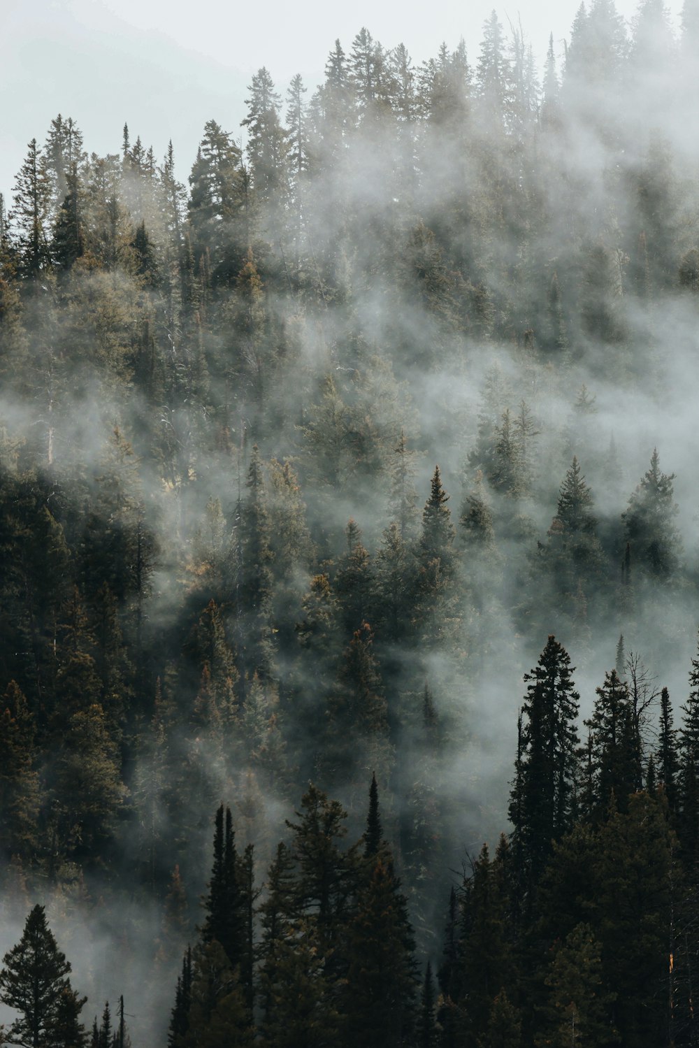 a forest filled with lots of trees covered in fog