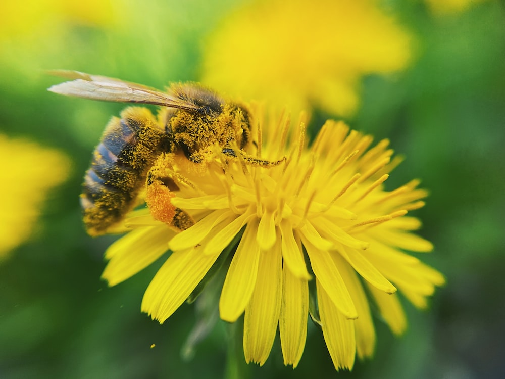 a bee sitting on a yellow flower in a field