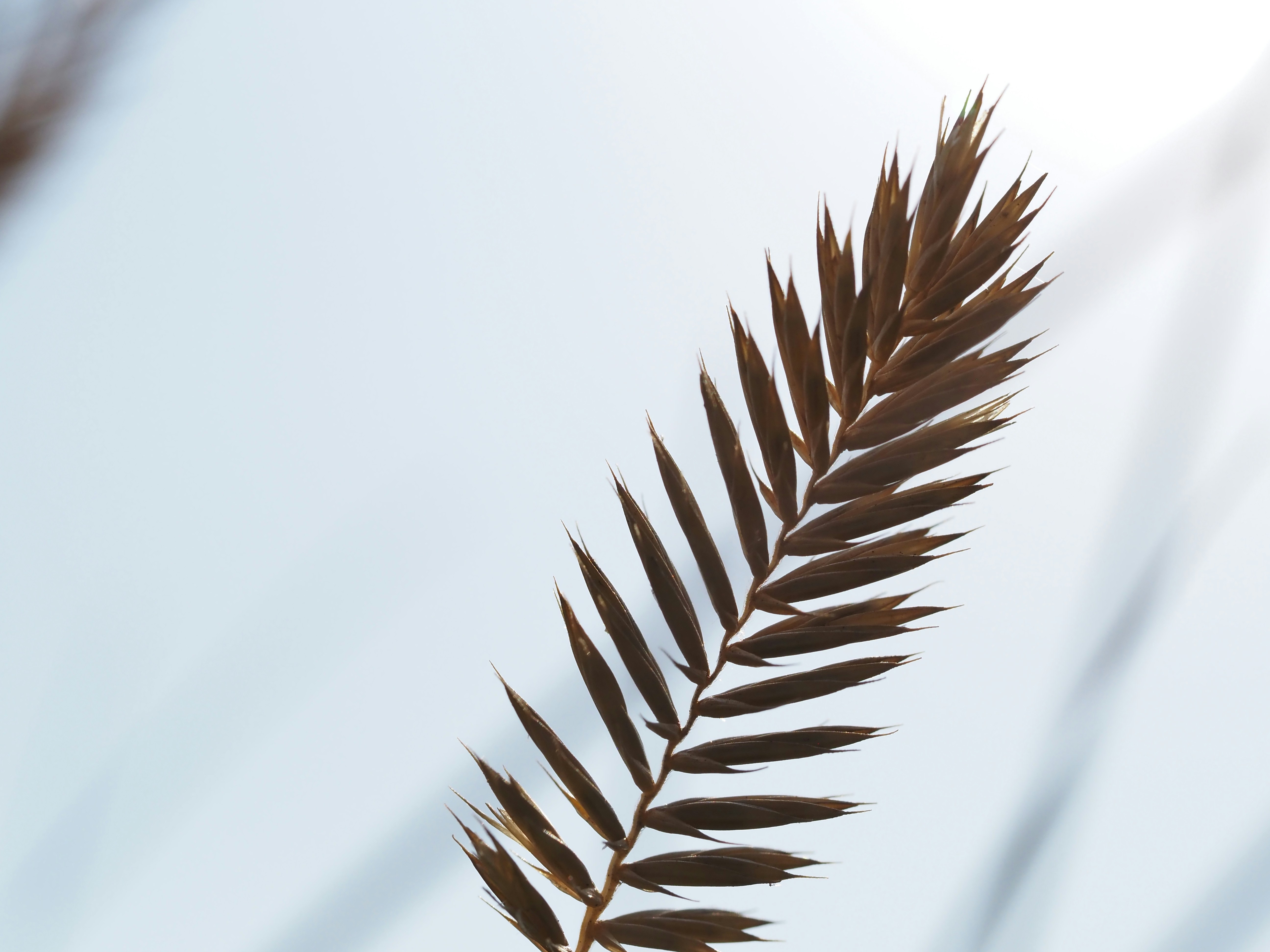 Un primer plano de una planta con el cielo en el fondo