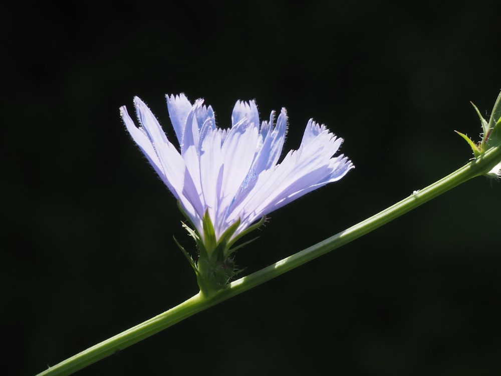 a close up of a flower on a stem
