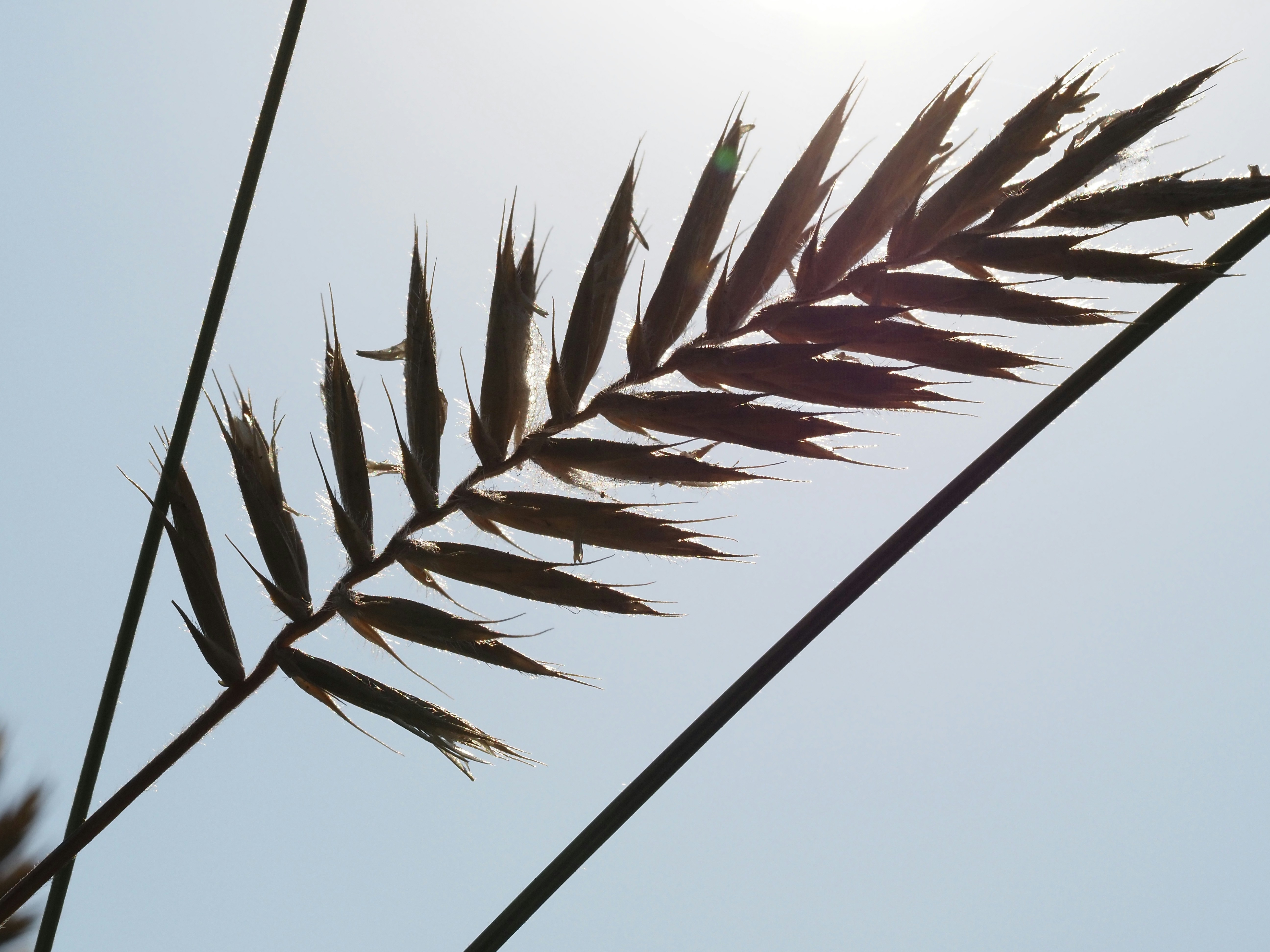 Un primer plano de una planta con el sol en el fondo