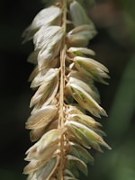 Close-up of golden oat grains spilling from a rustic burlap sack.