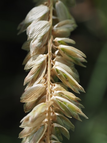 A close shot of oat grains with a soft green leaf in the background, highlighting freshness.