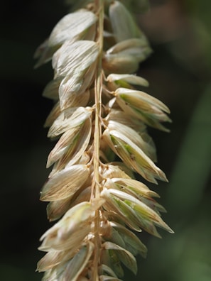 Close-up of golden oat grains spilling from a rustic burlap sack.