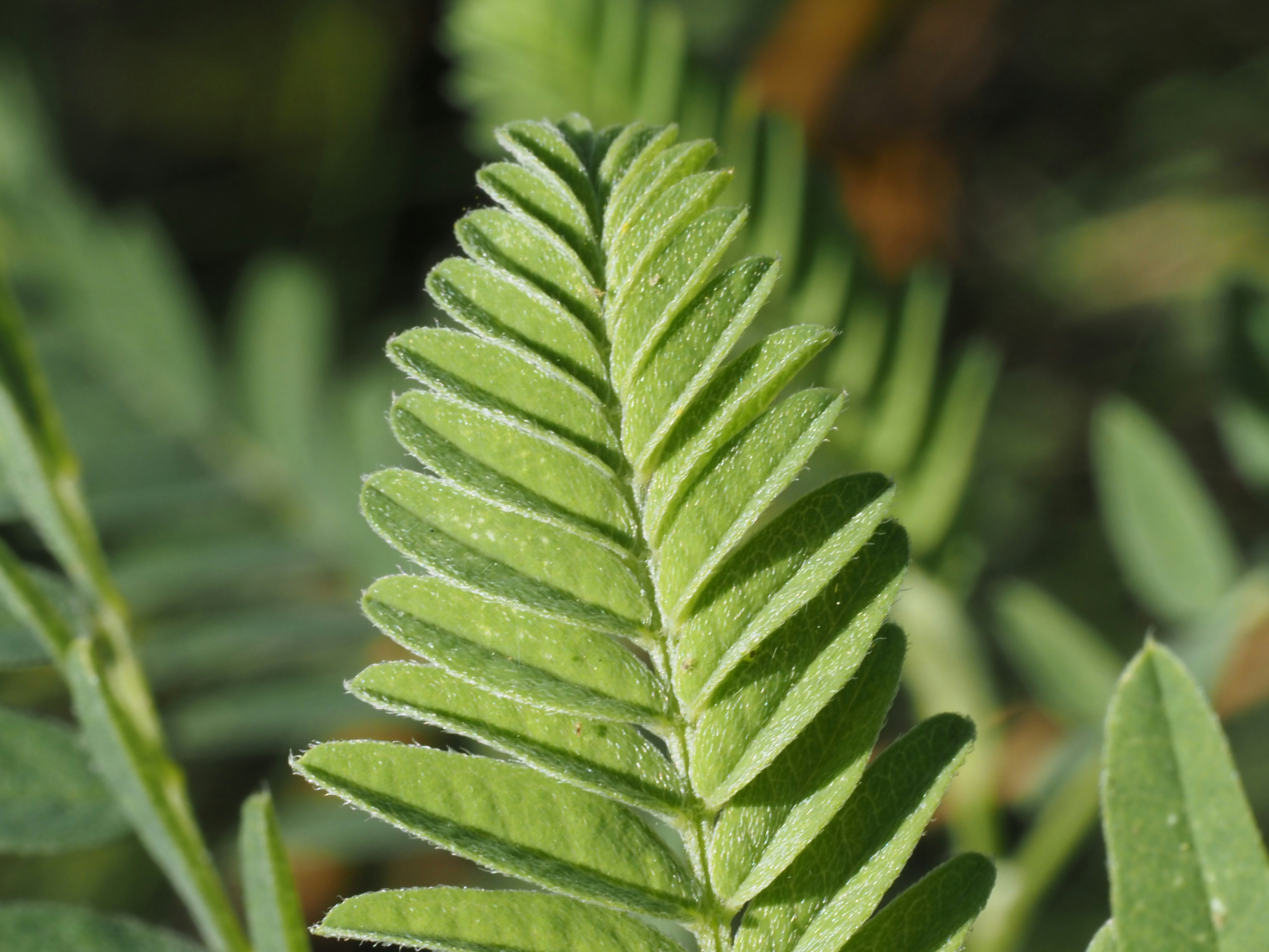 Astragalus Isn't Just Another Immune Booster—Here's Why That Matters