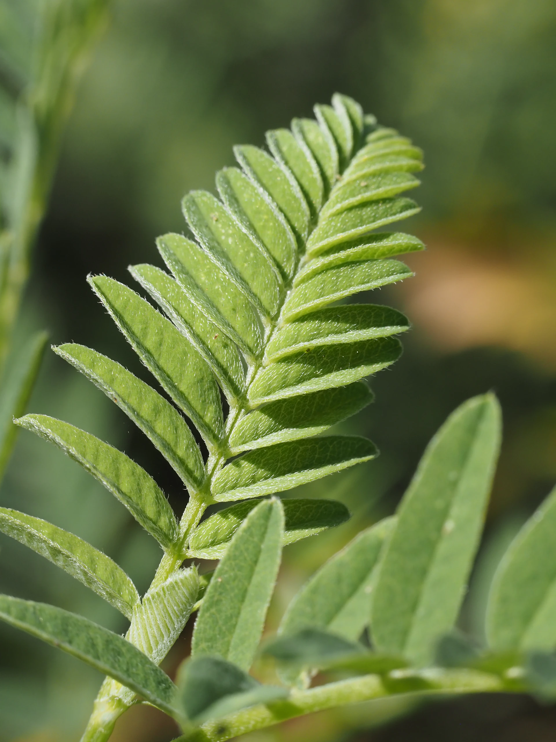 a close up of a green plant with leaves
