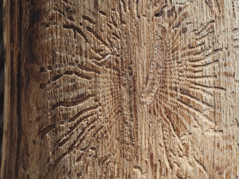 Custom laser-engraved wooden sign with intricate nature-inspired patterns.