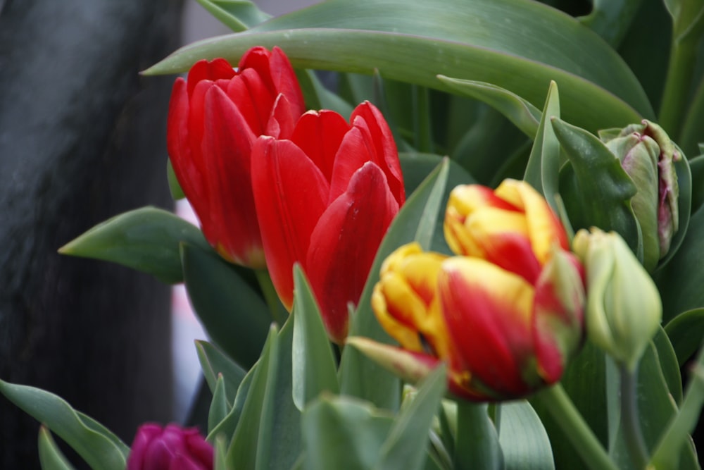 a group of red and yellow tulips in a garden