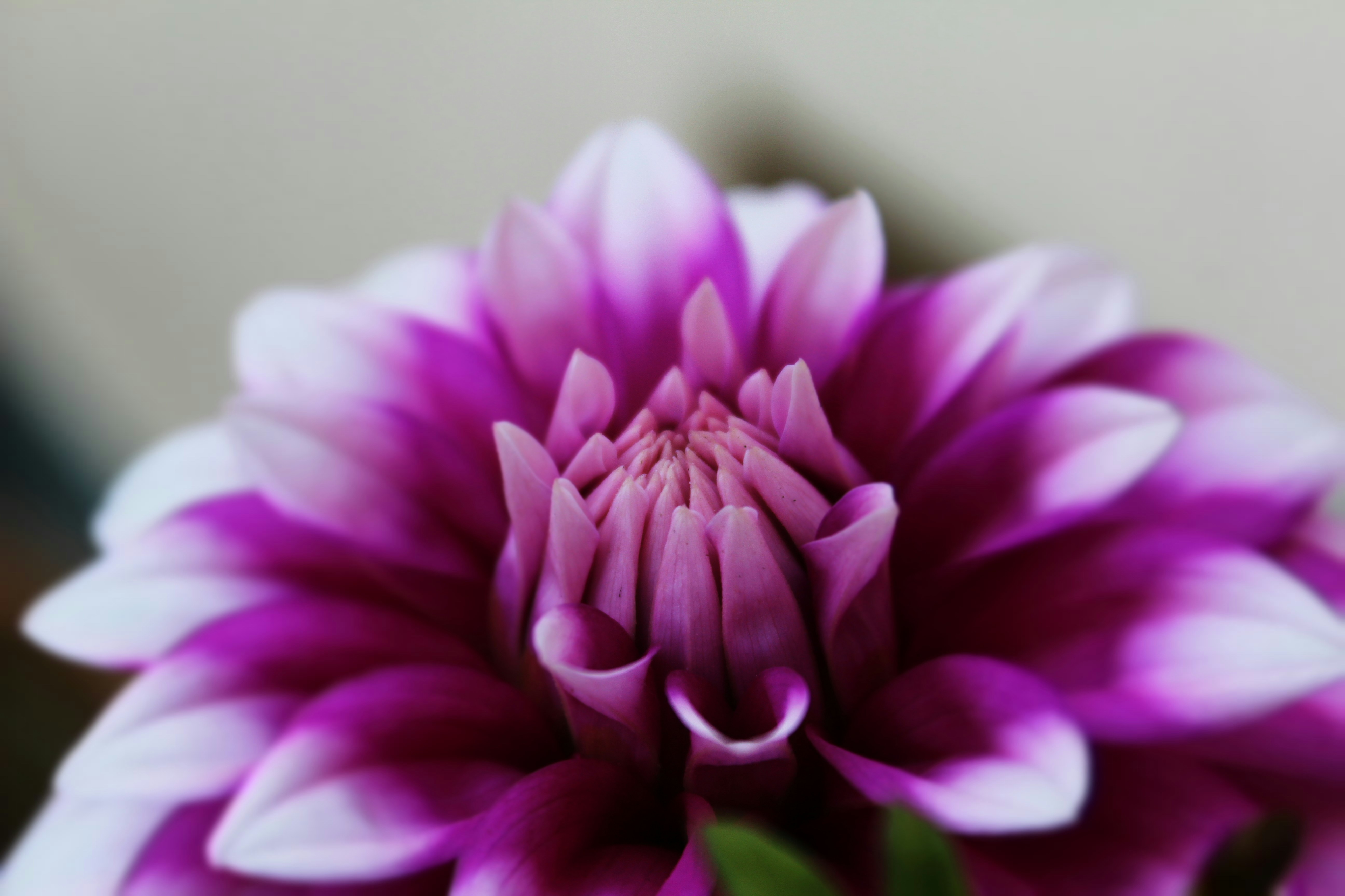 Photo by kapurtanishka100