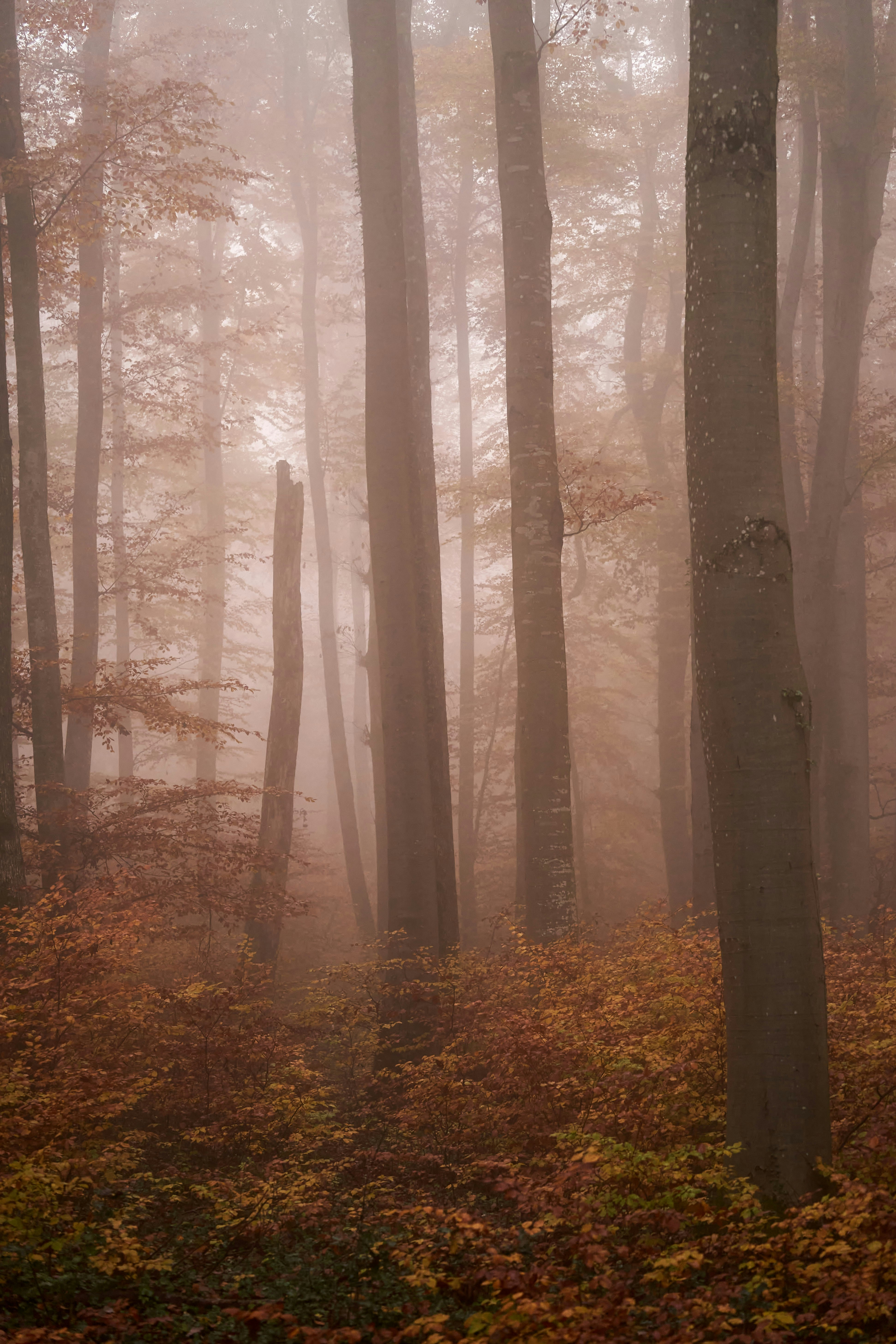 Photo by wolfgang_hasselmann