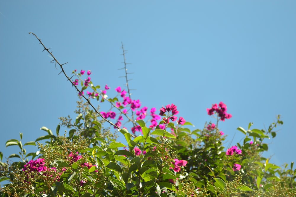 a bush with purple flowers and green leaves