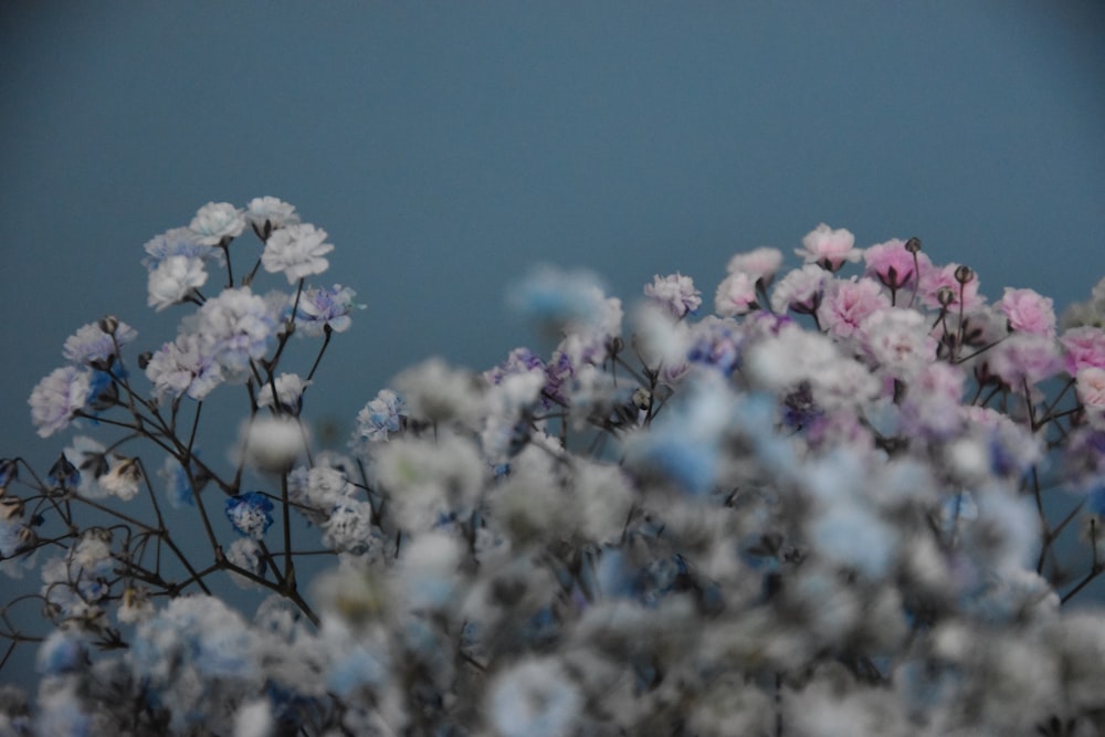 a bunch of small white and pink flowers