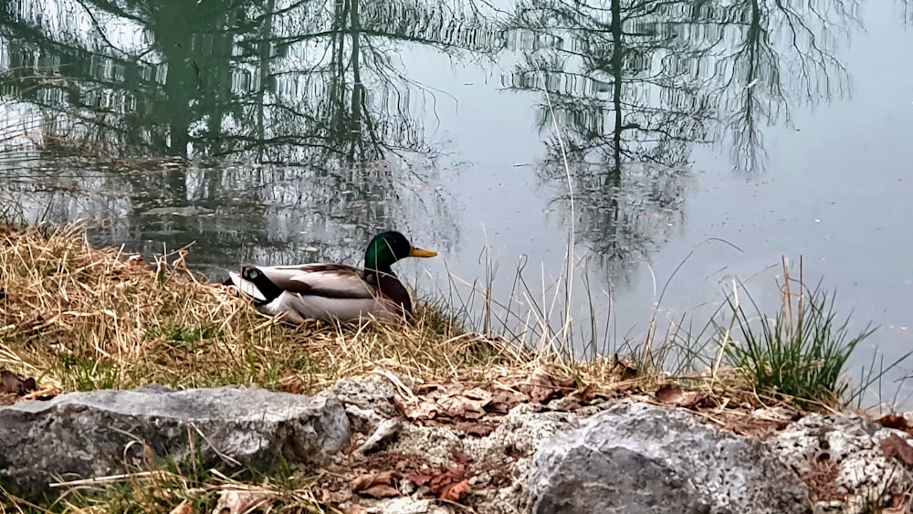 a duck that is sitting in the grass