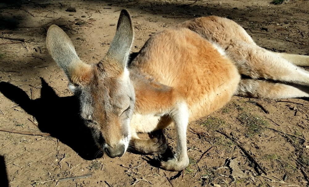 a kangaroo laying on the ground in the dirt