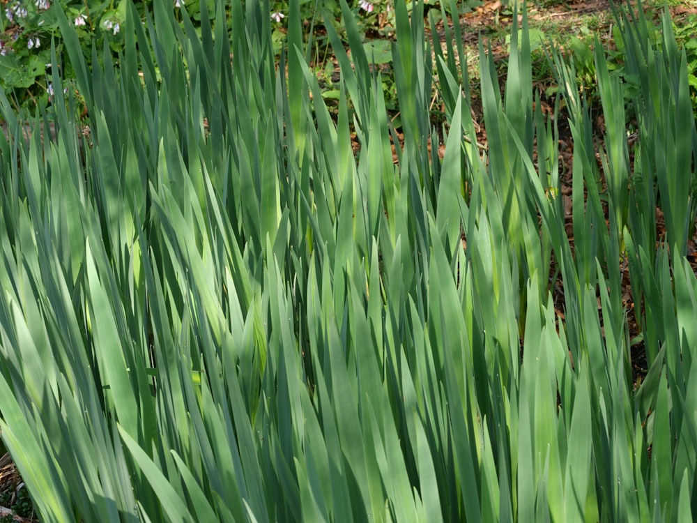 a close up of a bunch of green plants