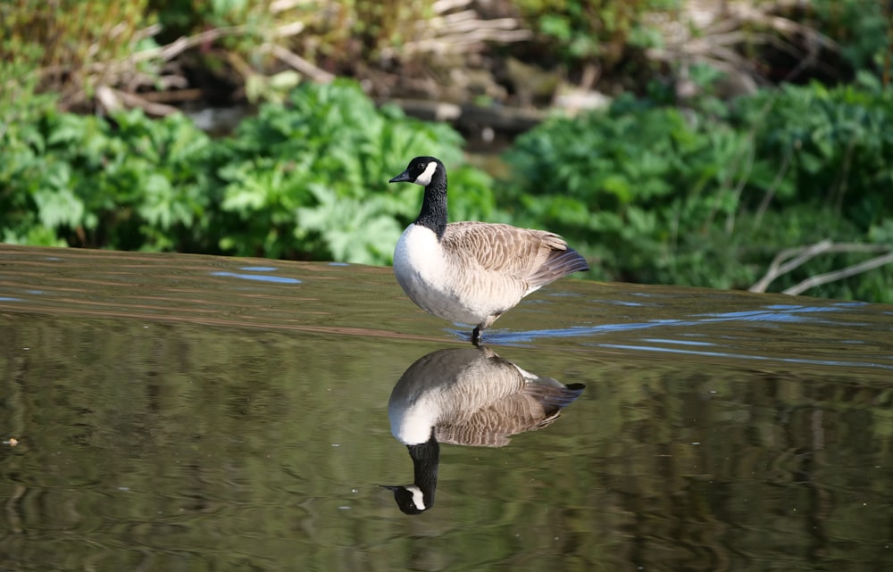 a duck standing on the edge of a body of water