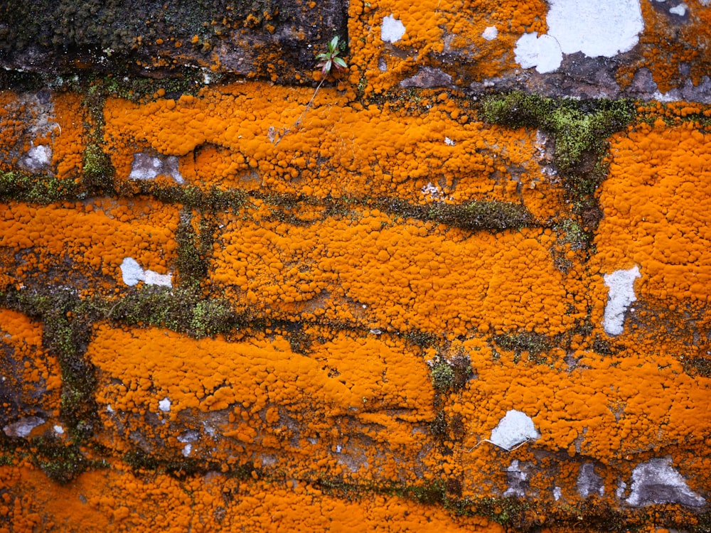 a close up of a brick wall with moss growing on it