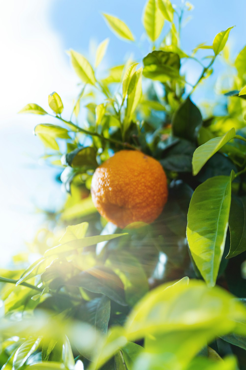 an orange is growing on a tree branch