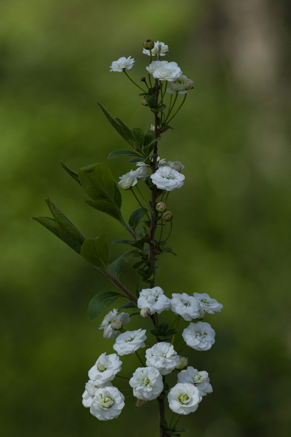 a close up of a white flower on a stem