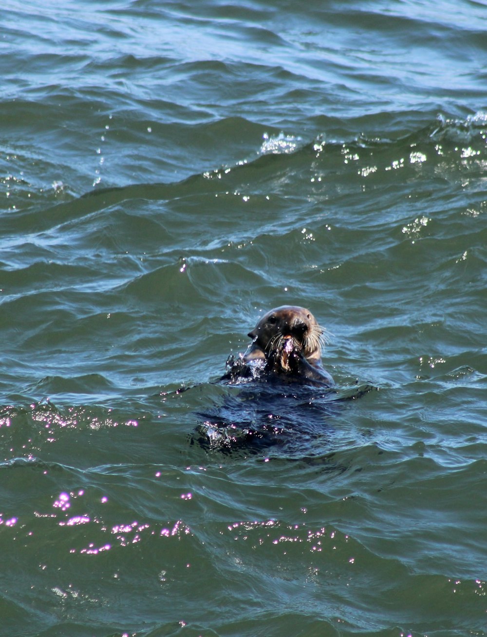 a dog swimming in a body of water