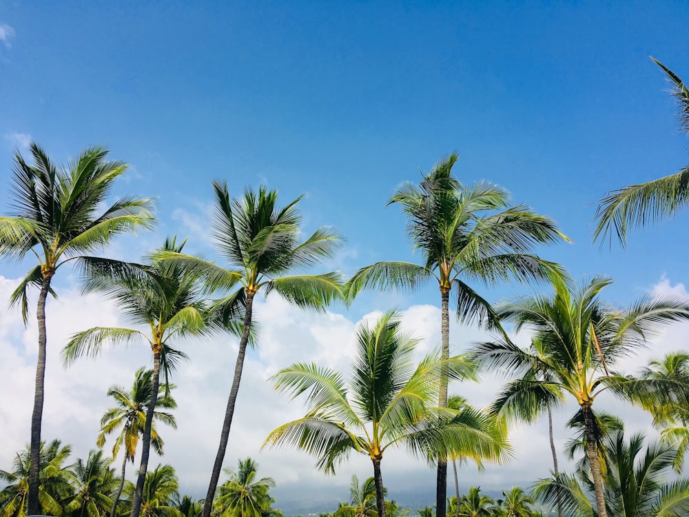 um monte de palmeiras em uma praia