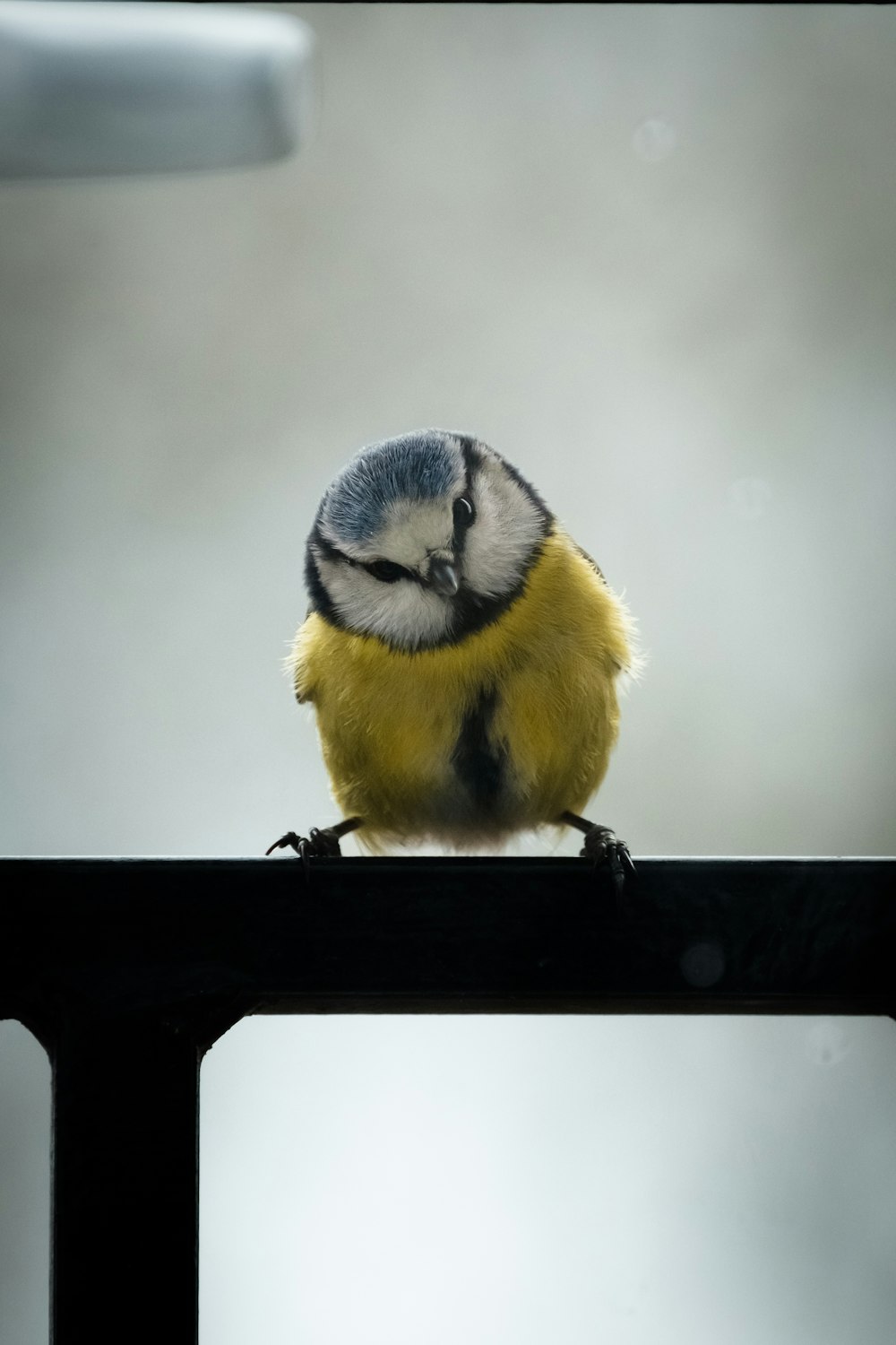 a small bird sitting on top of a metal rail