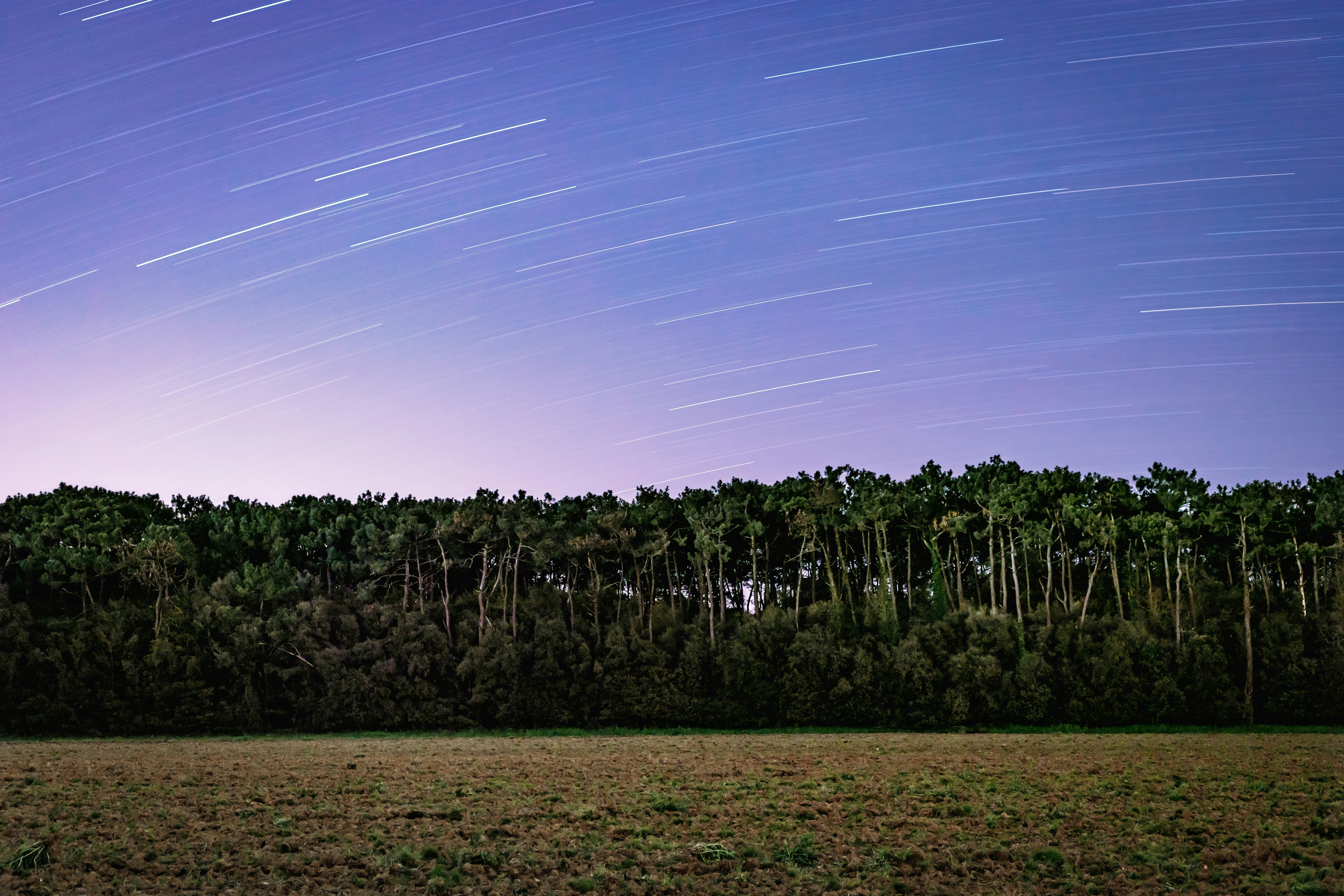 Ein Feld mit Bäumen und Sternen am Himmel