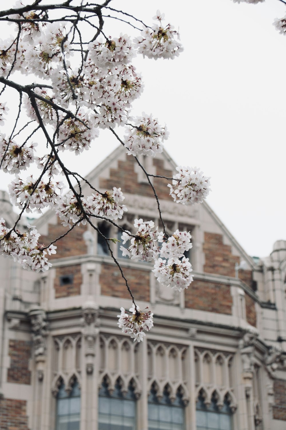 a tree with white flowers in front of a building