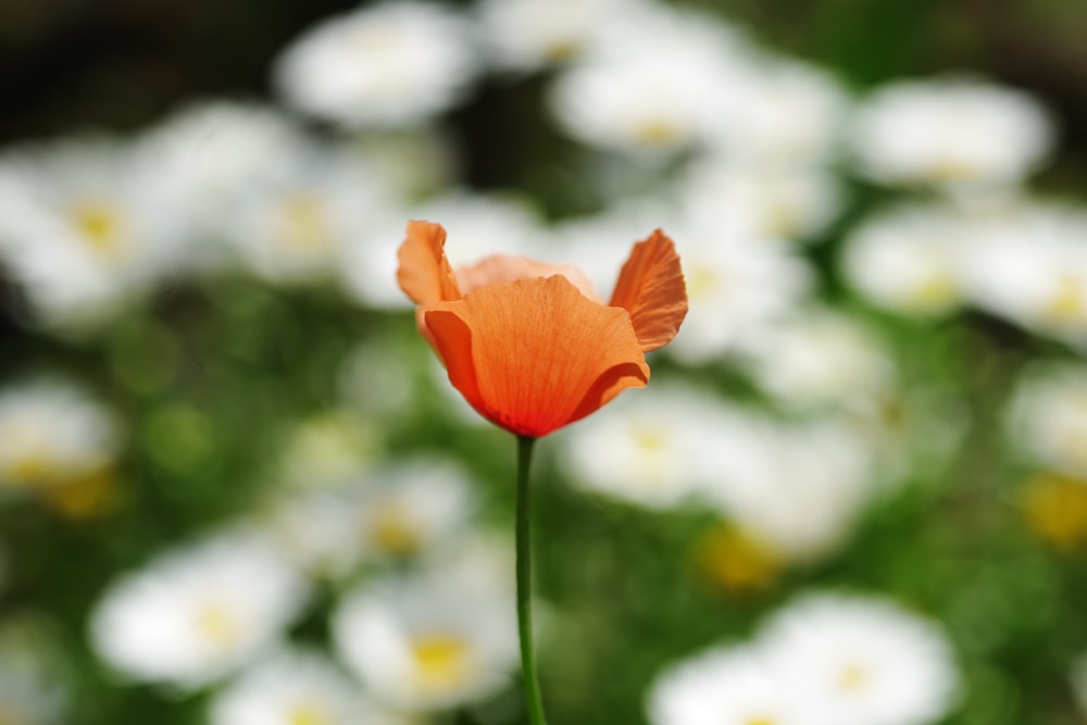 a single orange flower in front of a bunch of white flowers