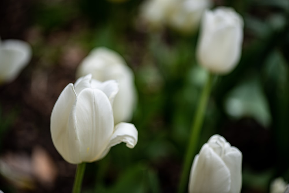 a group of white tulips in a garden