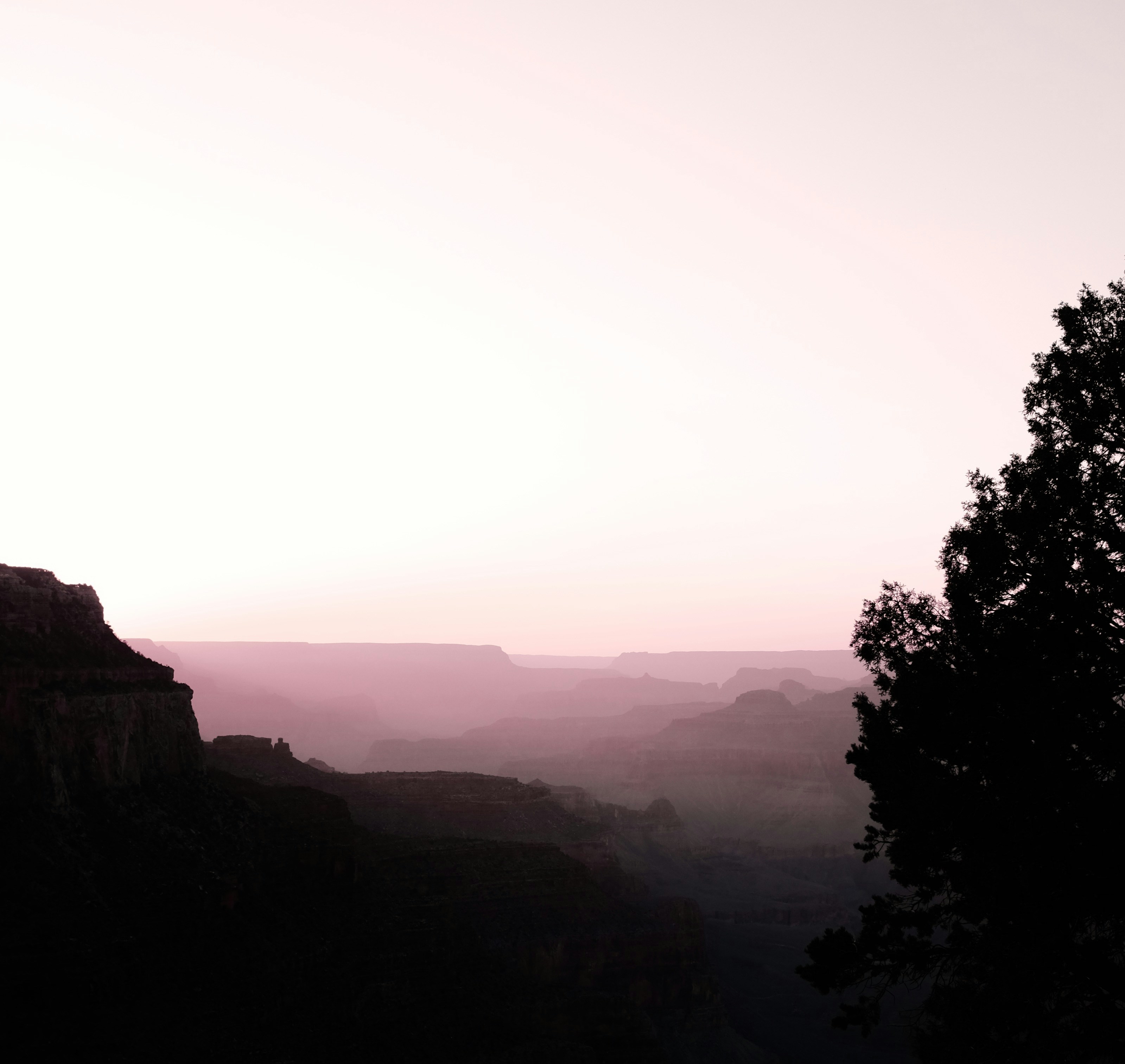 a lone tree is silhouetted against a pink sky