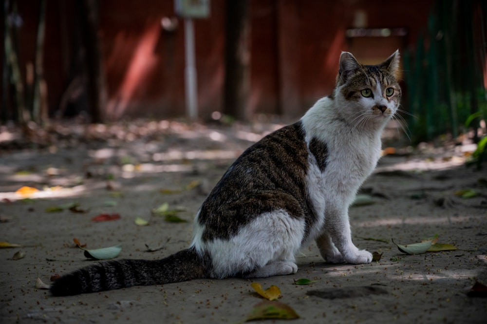 a cat sitting on the ground in front of a building