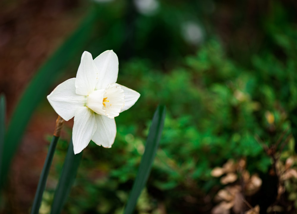 a single white flower in the middle of a garden