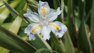 A delicate white iris flower with intricate patterns of yellow and purple at its center, surrounded by lush green leaves in the background.