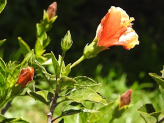 A vibrant Hoya flower in full bloom against a backdrop of olive-green foliage.