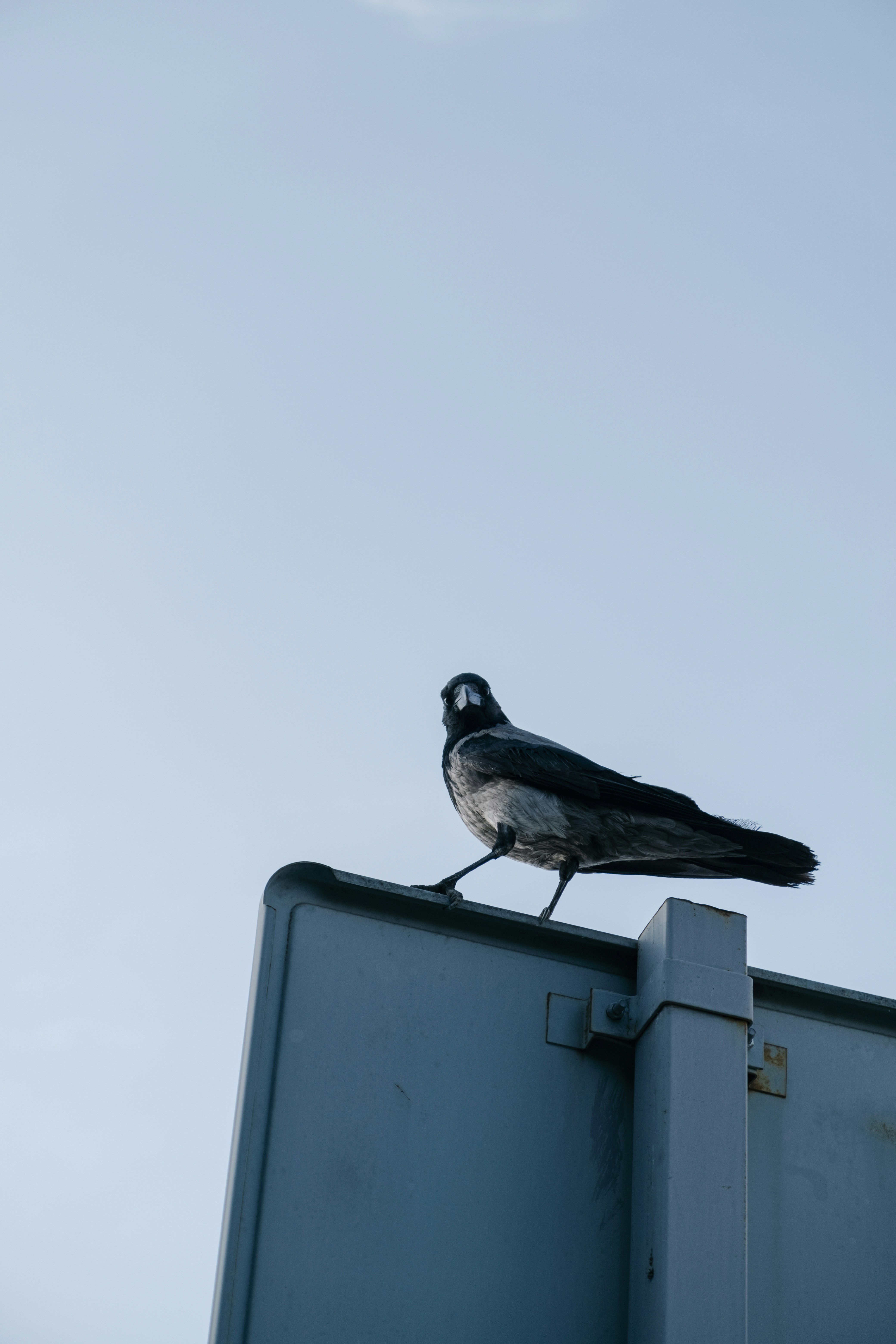 a black and white bird sitting on top of a metal pole