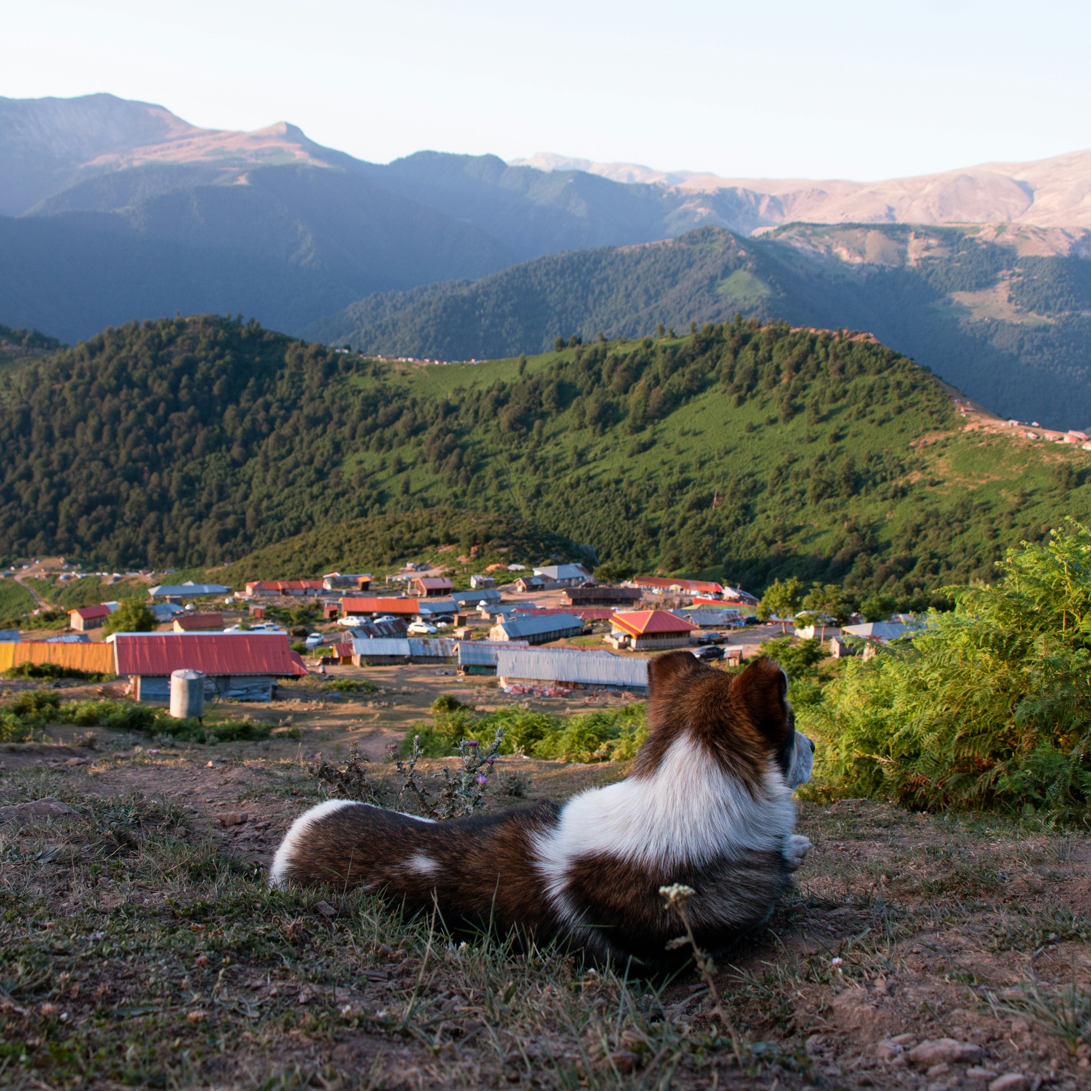 a brown and white dog sitting on top of a grass covered hillside