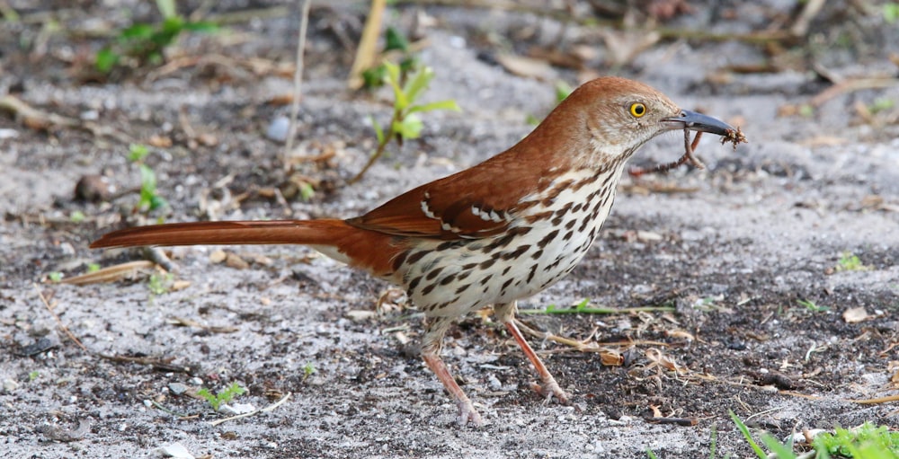 a brown and white bird with a worm in its mouth