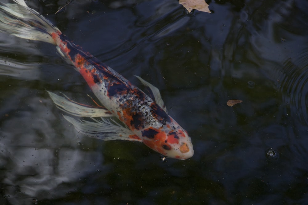a koi fish swimming in a pond next to a leaf