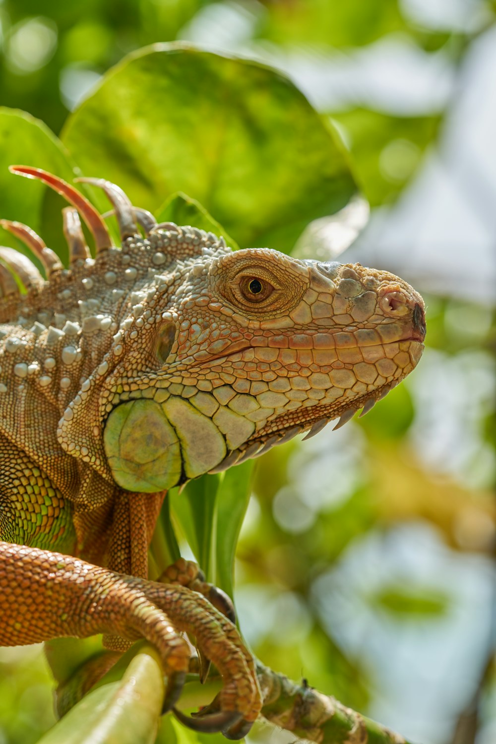 a close up of a lizard on a tree branch