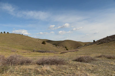 Wide open land with gentle hills and a few scattered trees.