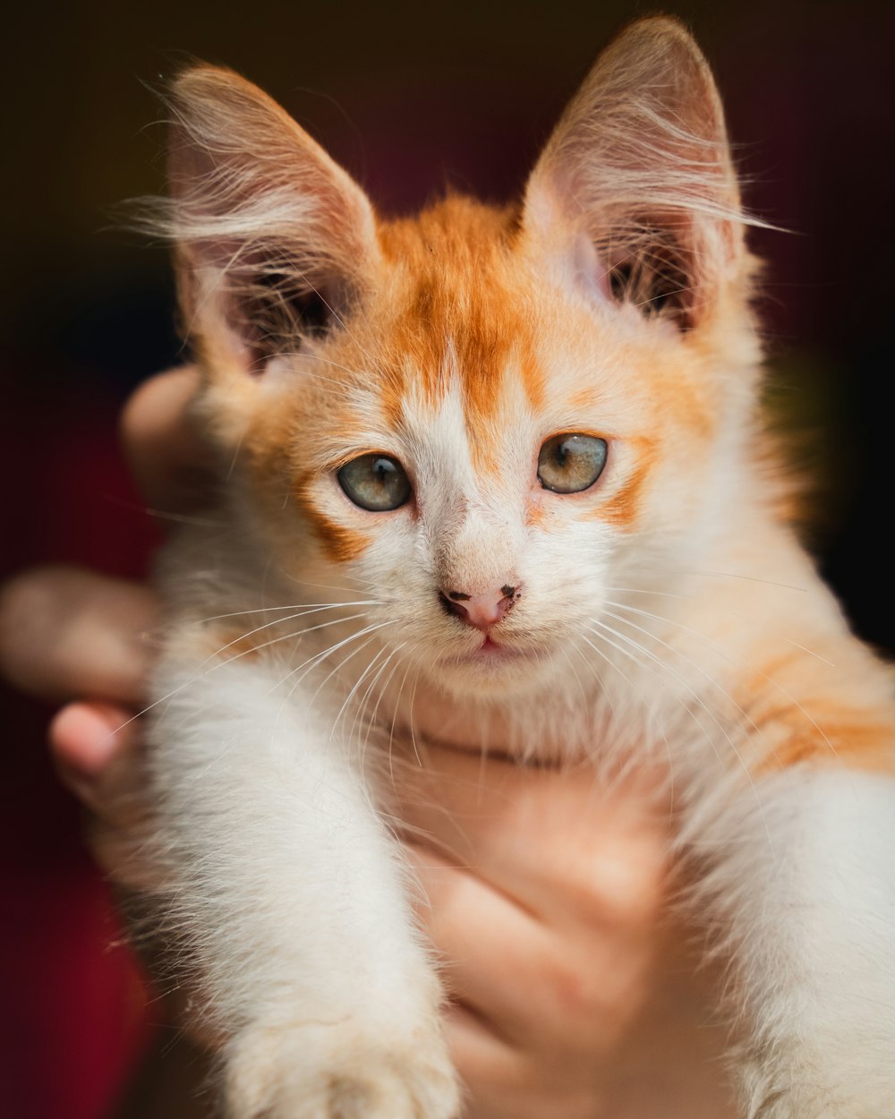 a small orange and white kitten being held by a person