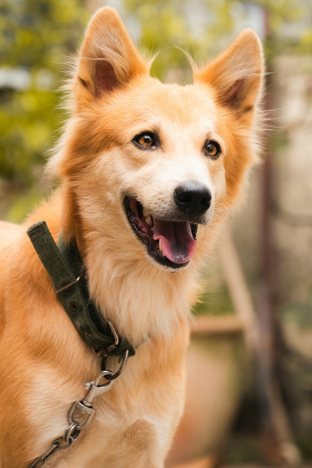 a close up of a dog on a leash