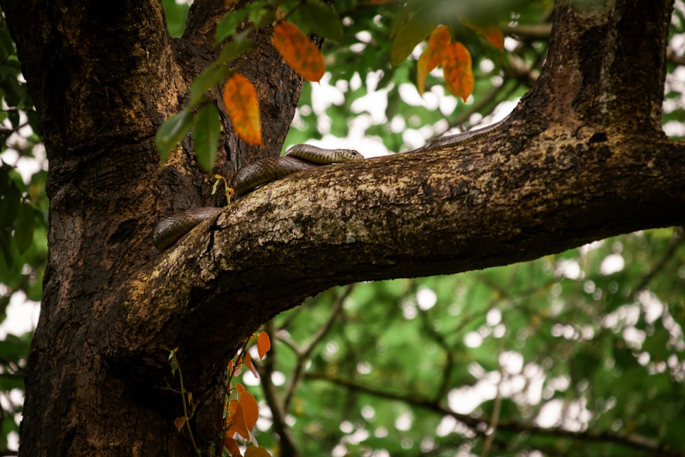 Un lézard est assis sur une branche d’arbre