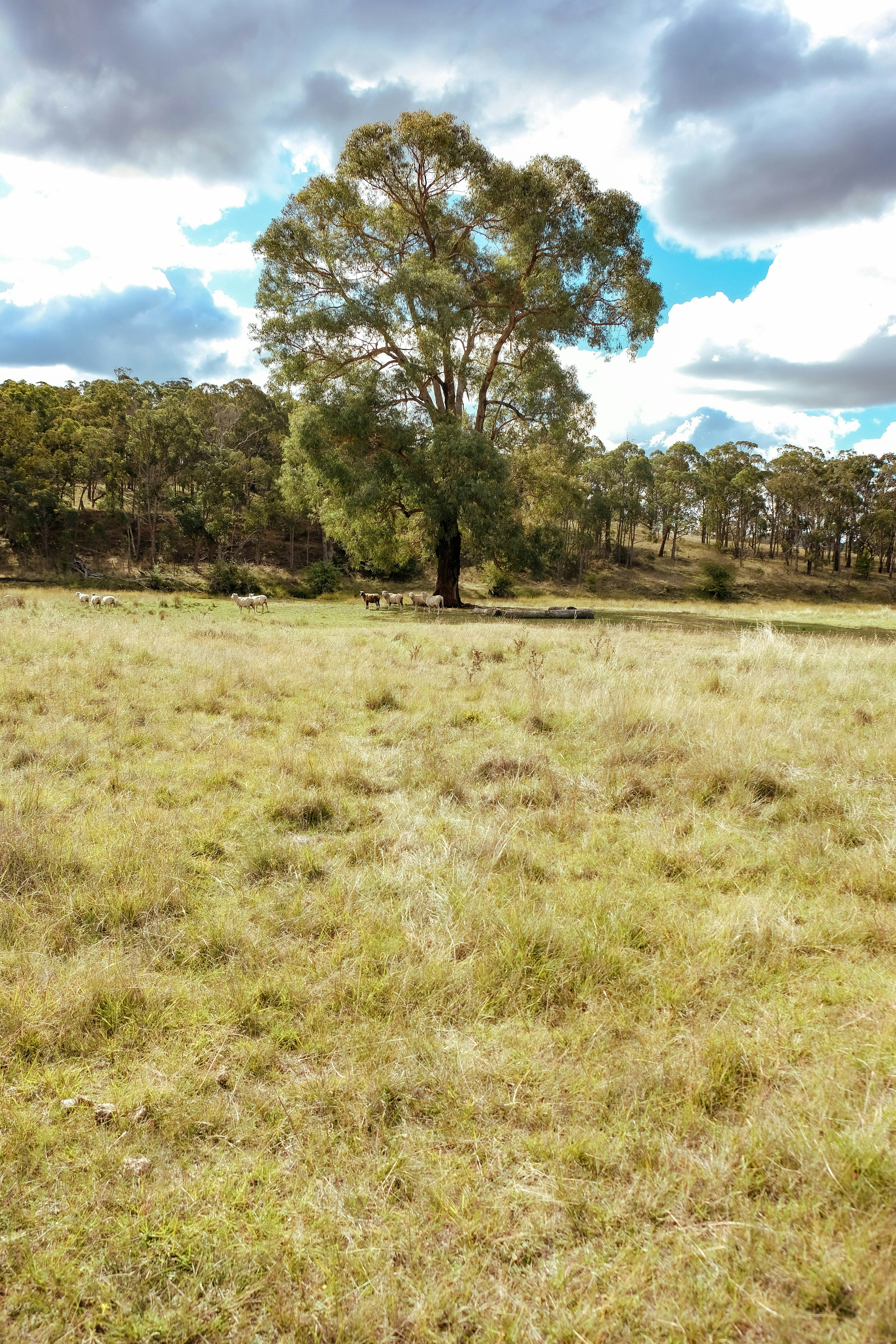 a field with a tree in the distance