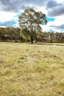 a field with a tree in the distance