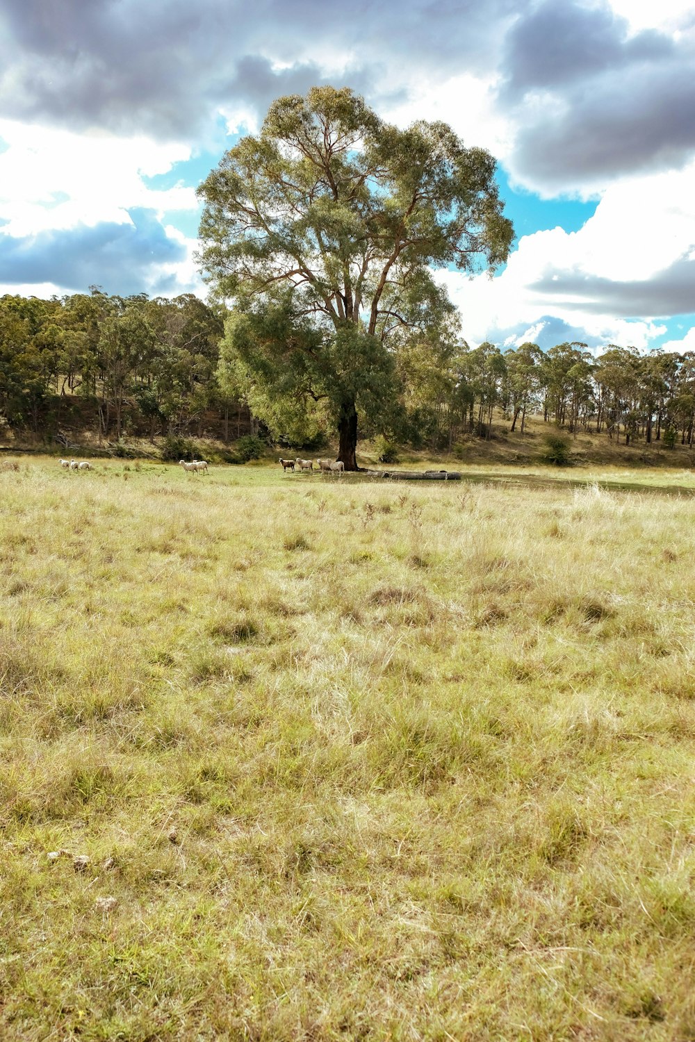 a field with a tree in the distance