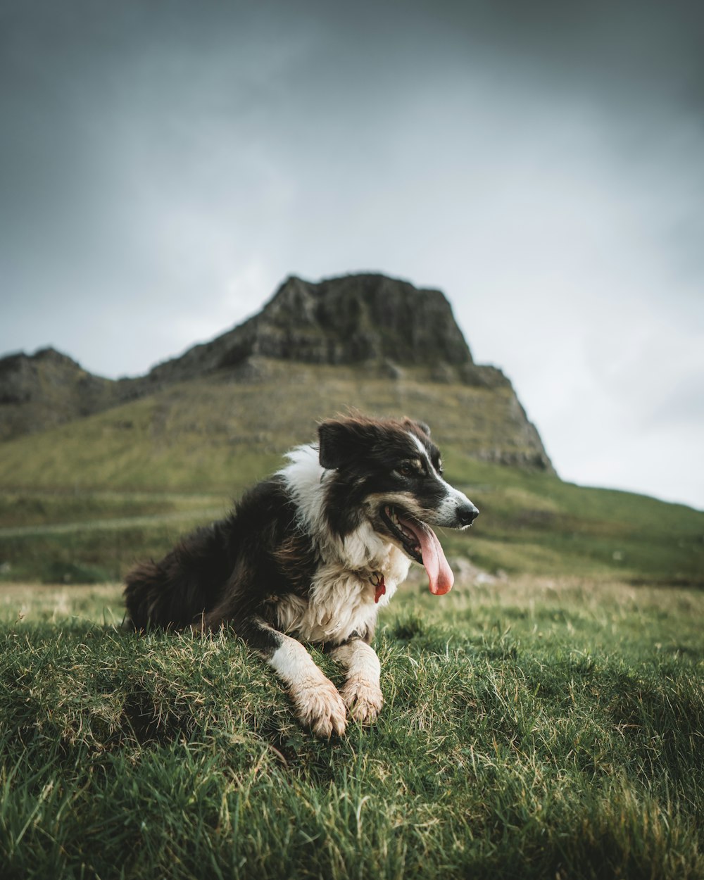 a brown and white dog laying on top of a lush green field