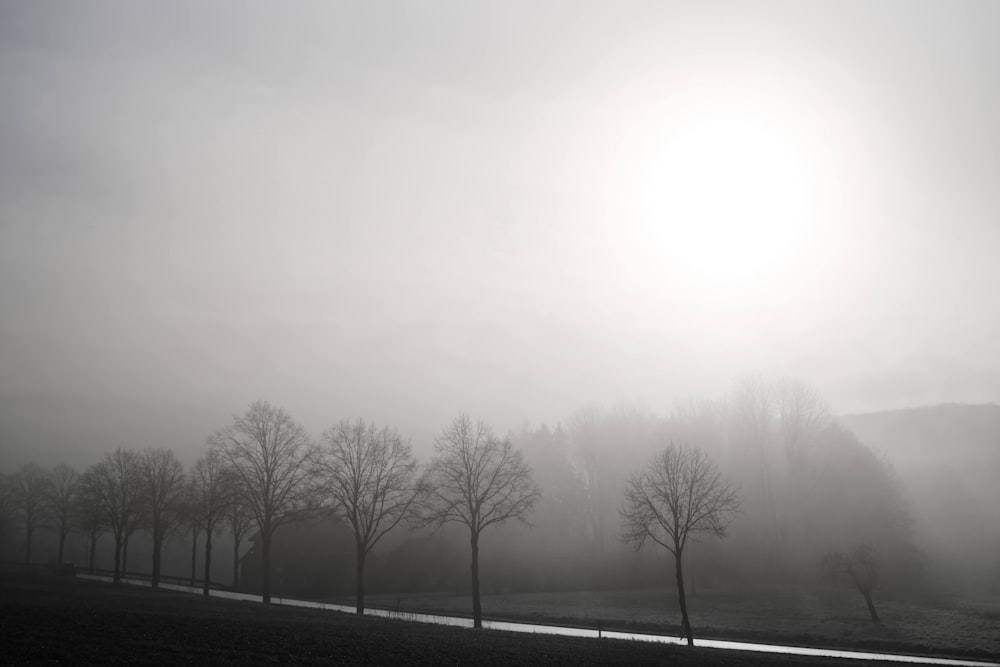 a line of trees in a field with a foggy sky