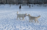Two dogs interact playfully in a snowy park, with a backdrop of trees and people walking and cycling in the distance.